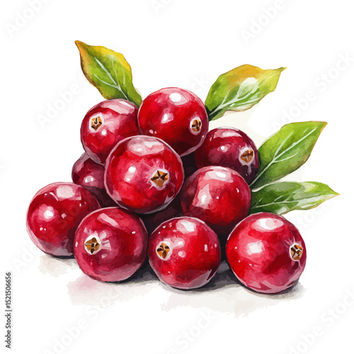Fresh Cranberries Cluster, watercolor drawing vector, high quality, isolated on a white background.