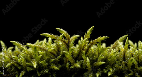 Luminous Green Moss Forest Rising Against A Deep Black Backdrop Close Up
