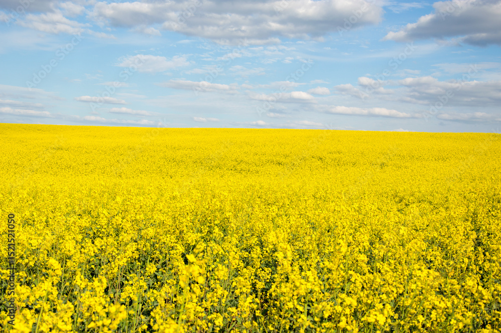 A vast expanse of bright yellow rapeseed flowers stretches across the landscape, contrasting with the blue sky and white clouds above A vast expanse of bright yellow rapeseed flowers stretches across the landscape, contrasting with the blue sky and white clouds above