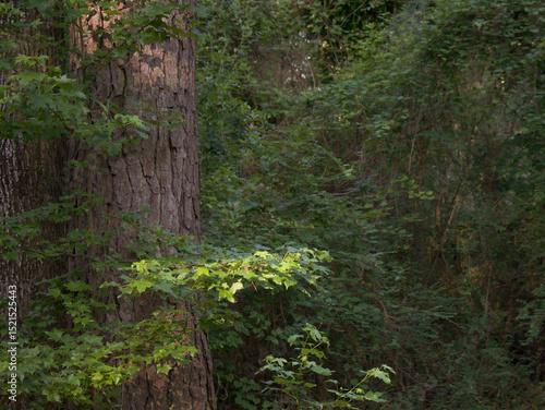 Old Pine tree in the forest with early morning light