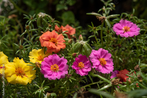 Portulaca grandifolia is a succulent plant in the family Portulacaceae. Pink, yellow and orange flowers..