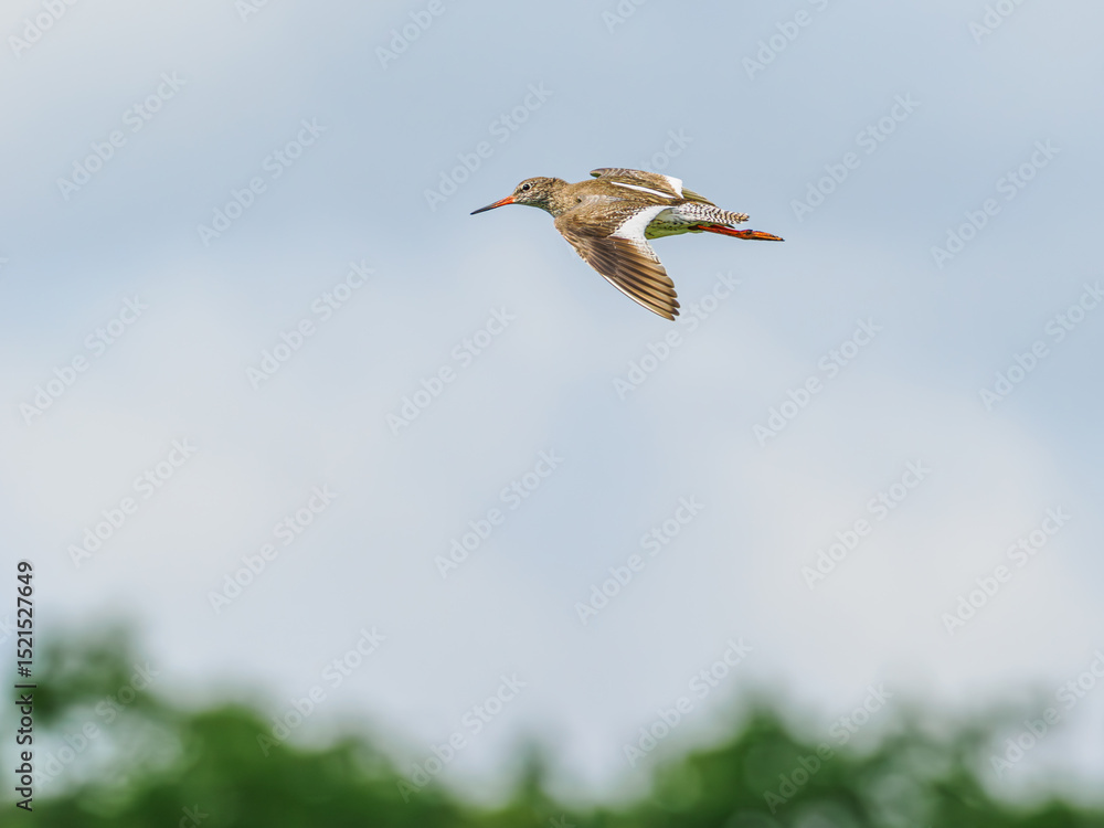 Fototapeta premium Redshank in flight