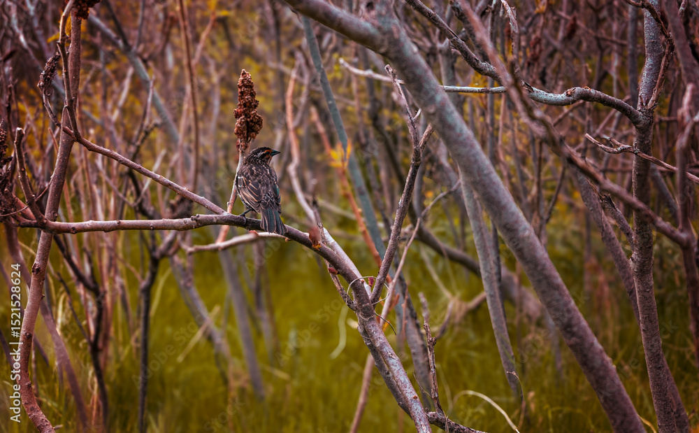 Fototapeta premium Female red-winged blackbird