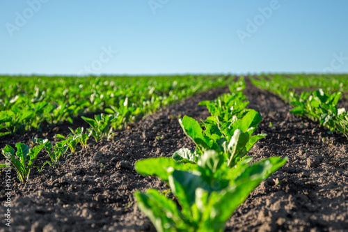 Rows of healthy sugar beet plants thrive in a rich soil field, illuminated by bright sunlight, capturing the essence of agricultural growth