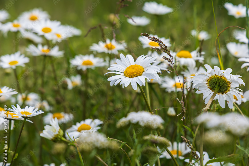 Fototapeta premium Daisy - blooming white flower with yellow center in a meadow