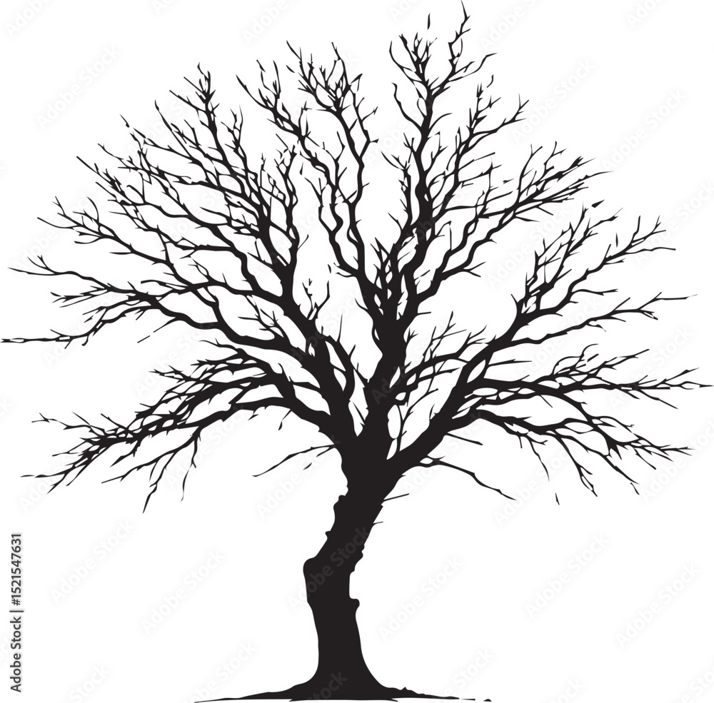 Obraz premium Bare Tree Silhouette