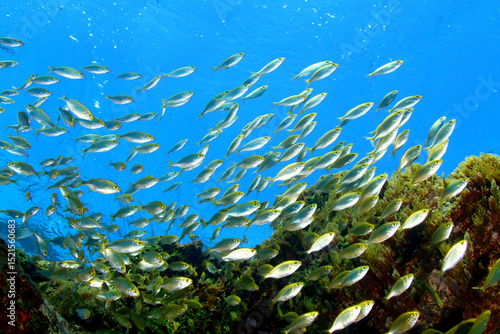 Banco de juveniles de Salema junto a la superficie