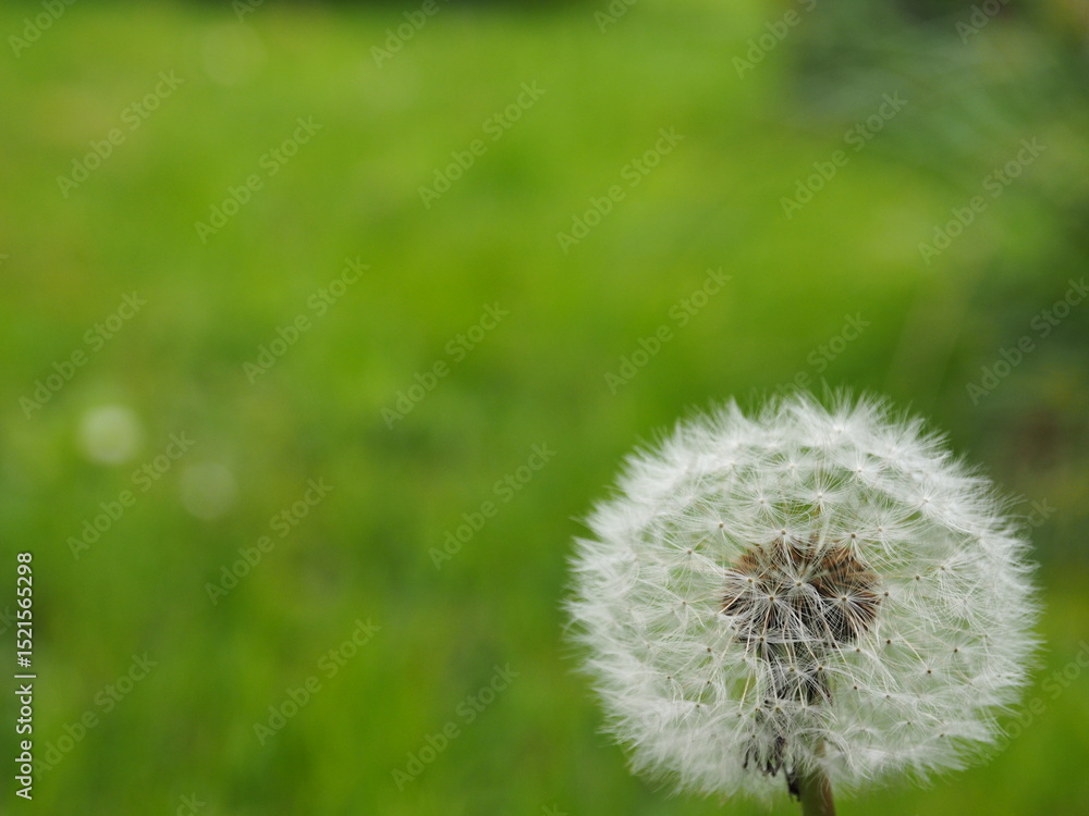 Obraz premium Pissenlit