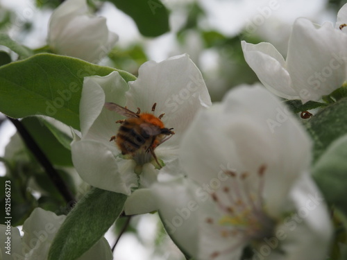 Abeille dans fleur blanche