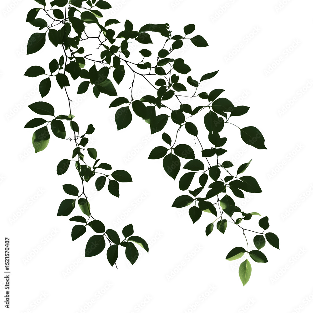 Obraz premium black and white floral background
