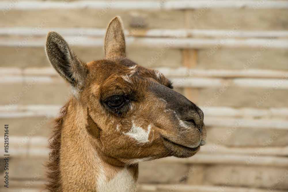 Fototapeta premium Lama in Quito, Ecuador 