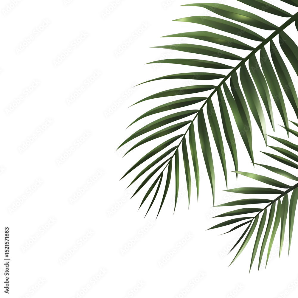 palm tree isolated on white palm tree isolated on white