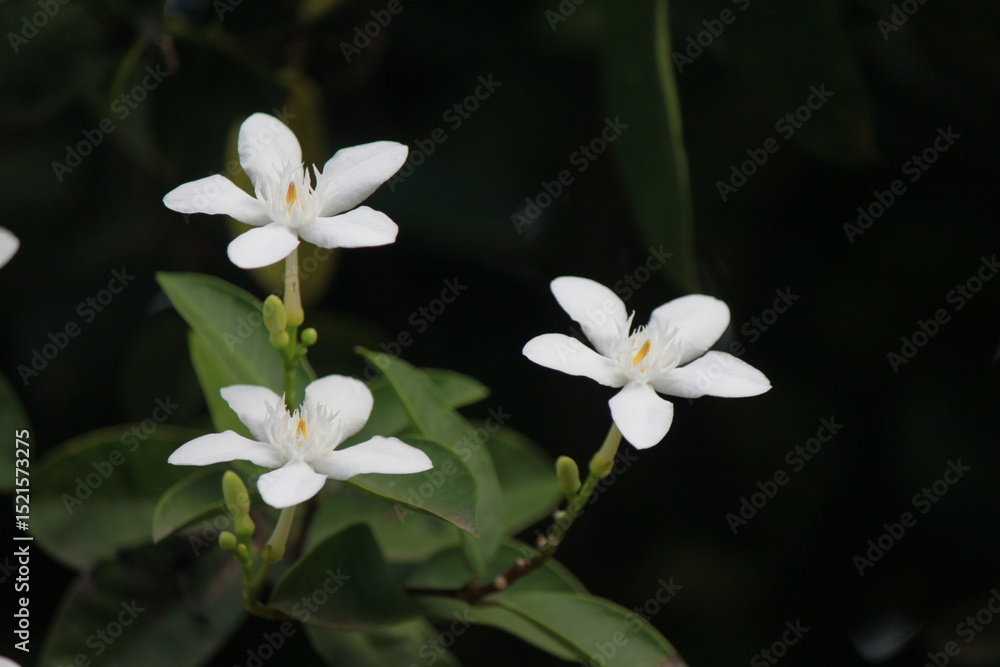 Close-up photo of white flowers with blurred background. Close-up photo of white flowers with blurred background.