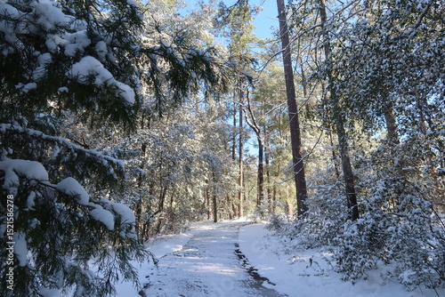 winter country road in the forest