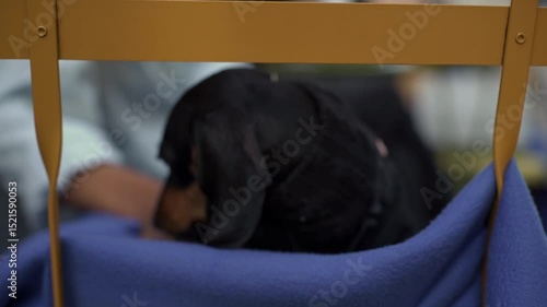 A playful dachshund peeks out from a cozy blanket in a busy park and barks. People stroll by, enjoying the sunlight and lively atmosphere as the dog relaxes in its comfortable spot.