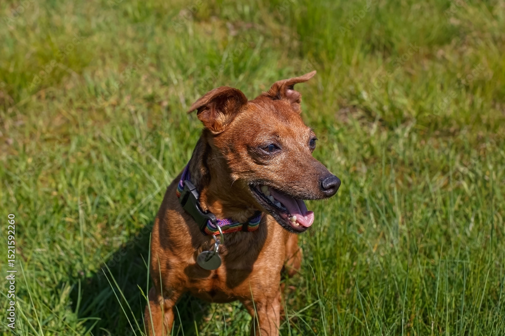 The Zwergpinscher. A funny little purebred dog in a nature park. A pet. The Zwergpinscher. A funny little purebred dog in a nature park. A pet.