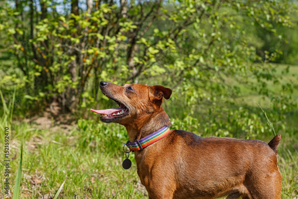 Dog. Portrait of a miniature smooth-haired pinscher in a nature park. Pets. Dog. Portrait of a miniature smooth-haired pinscher in a nature park. Pets.