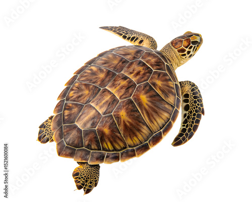 turtle isolated on white