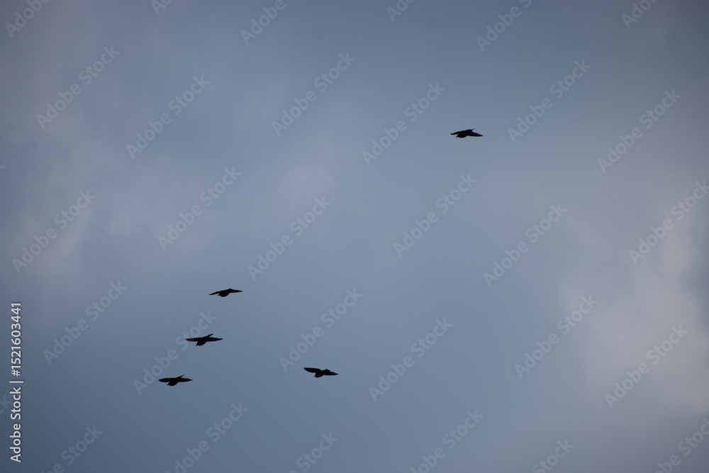Fototapeta premium birds flying in the sky