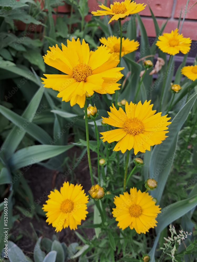 Fototapeta premium Cluster of Yellow Coreopsis with Ruffled Petals