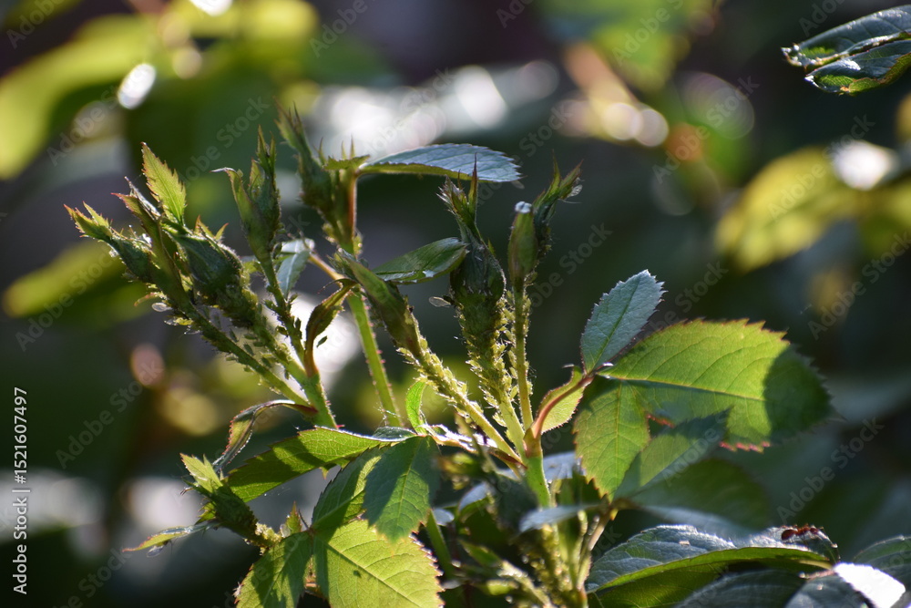 Fototapeta premium branch of a tree with leaves