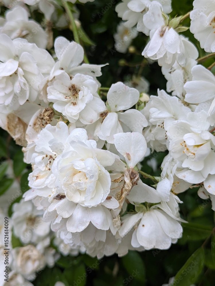 apple tree blossom