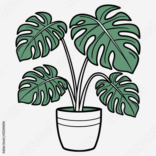 A Guide to Growing and Caring for Monstera Deliciosa Plants