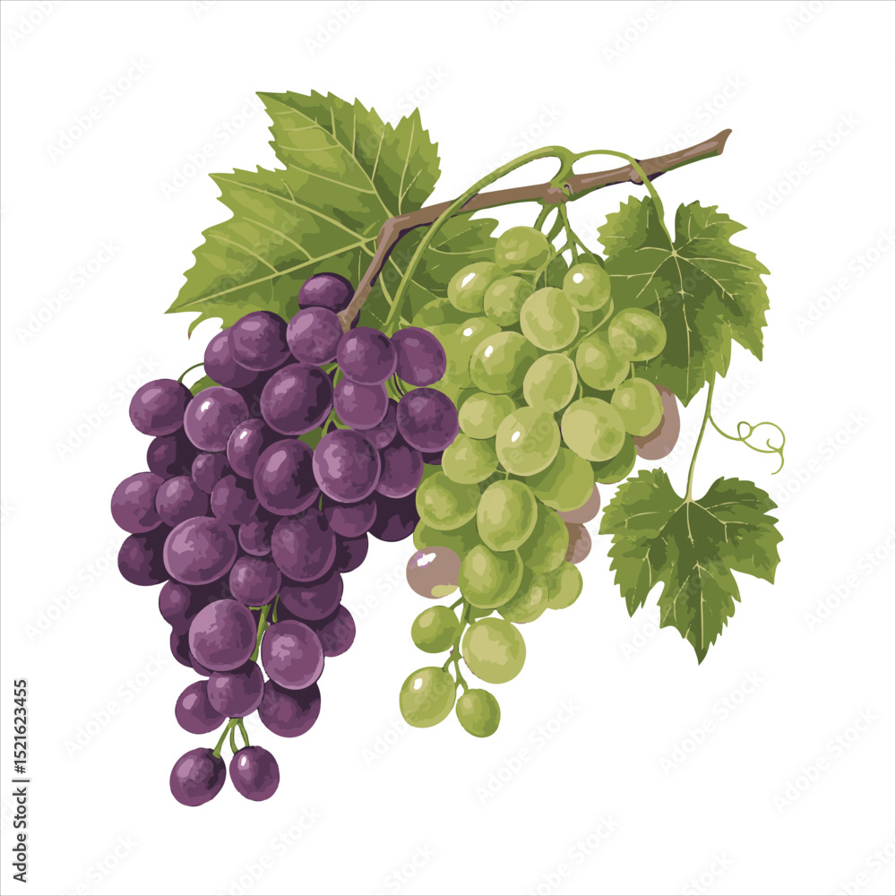 Fototapeta premium Grapes-vector
