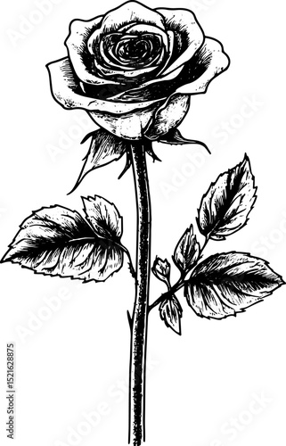 wilted rose color sketch engraving vector illustration. T-shirt apparel print design. Scratch board imitation. Black and white hand drawn image.