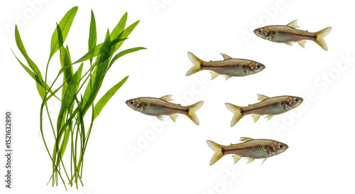 Isolated Group of Fish Swimming near Aquatic Plants