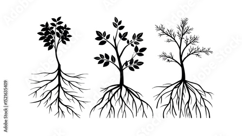 Tree Growth Stages Illustration