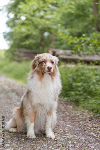Australian shepherd hund sitzend im Wald.