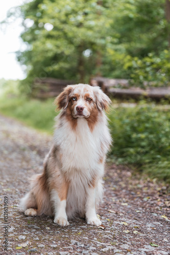 Hund sitzend im Wald.