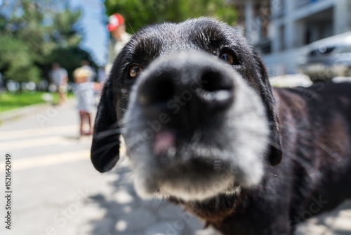 A curious black dog sniffs the camera. The dog's nose. Dog close-up