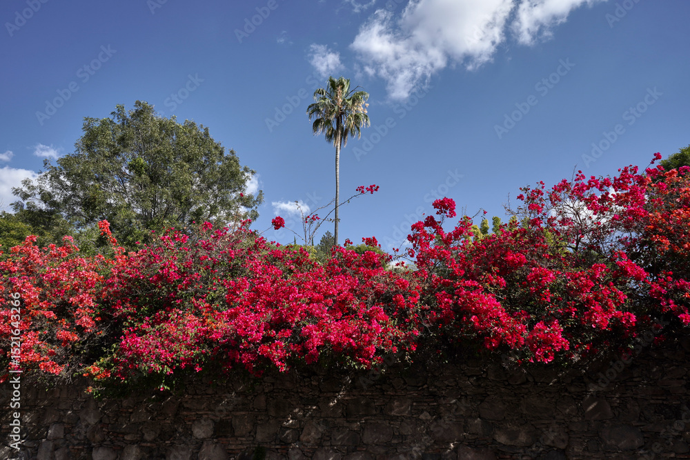 Obraz premium Palmera en san miguel 