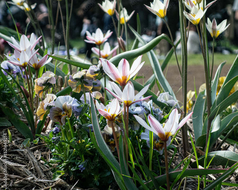 Obraz premium white crocus flowers