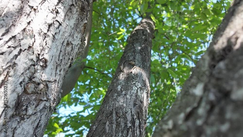 A captivating and scenic view of tall tree trunks and lush, vibrant green leaves against a bright blue sky