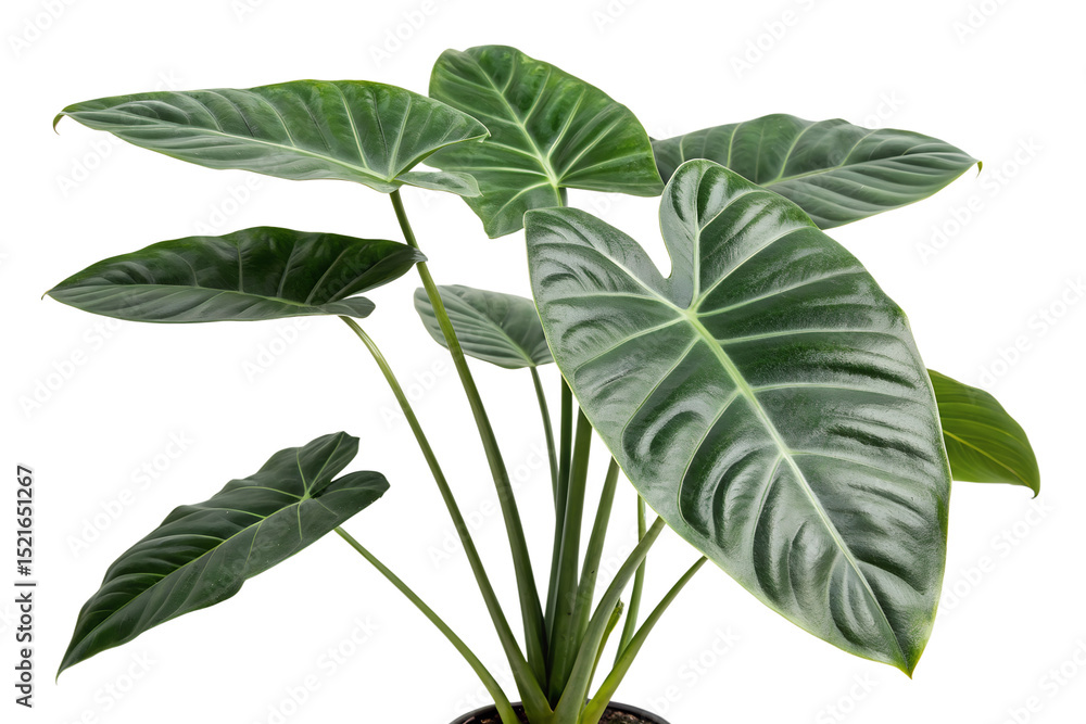 Fototapeta premium Indoor alocasia plant closeup foliage isolated on transparent background