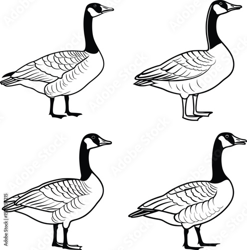 Canada geese line art vector illustrations