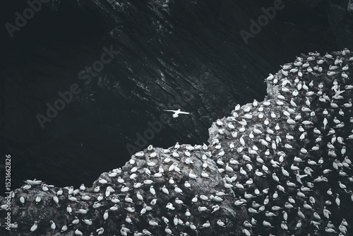 Colonie de fou de Bassant des iles Shetland en noir et blanc