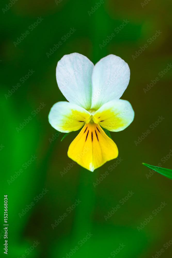 Fototapeta premium Wild Viola tricolor flower with green leaves on background