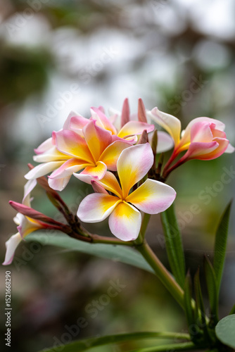 Wallpaper Mural Close-Up of Pink and Yellow Plumeria Flowers in Bloom

 Torontodigital.ca