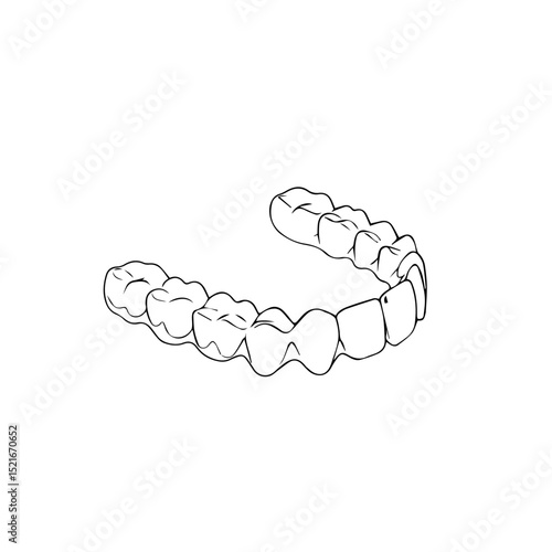 Upper and lower jaw teeth set. Human teeth illustration showing dental arch.  Detailed anatomical drawing of healthy teeth suitable for dental clinic brochures and educational materials for patients.