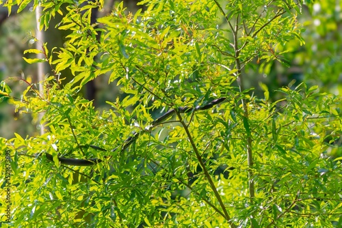 The eastern racer, or North American racer (Coluber constrictor) nonvenomous snake in the branches of a bush