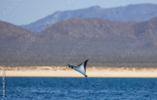 Mobula ray leap out of the water,la ventana mexico