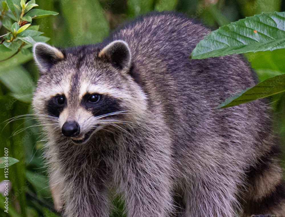 portrait of a raccoon portrait of a raccoon