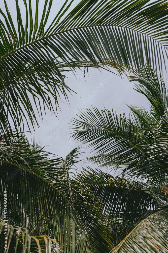 Fototapeta premium Vertical view of tropical palm leaves framing the sky above. A lush, green canopy dances in the breeze, evoking a peaceful island moment and a connection to nature’s rhythm