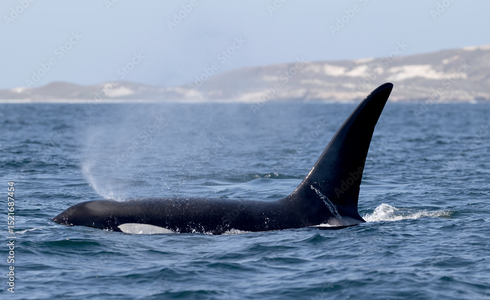 killer whale, orca, Channel Islands, California killer whale, orca, Channel Islands, California
