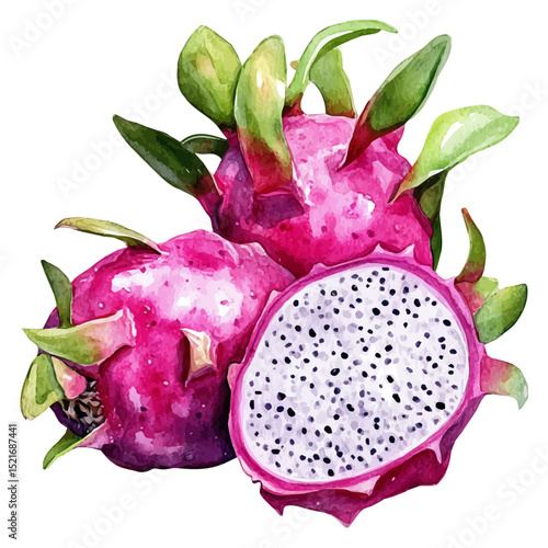 Exotic Bright Tropical Dragonfruit, watercolor illustration vector, high quality, isolated on a white background.