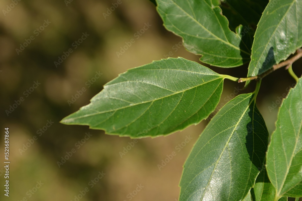 Obraz premium Celtis jessoensis, known as Japanese hackberry, photographed in Korea showing its foliage, fruits, and large trees in natural environments.